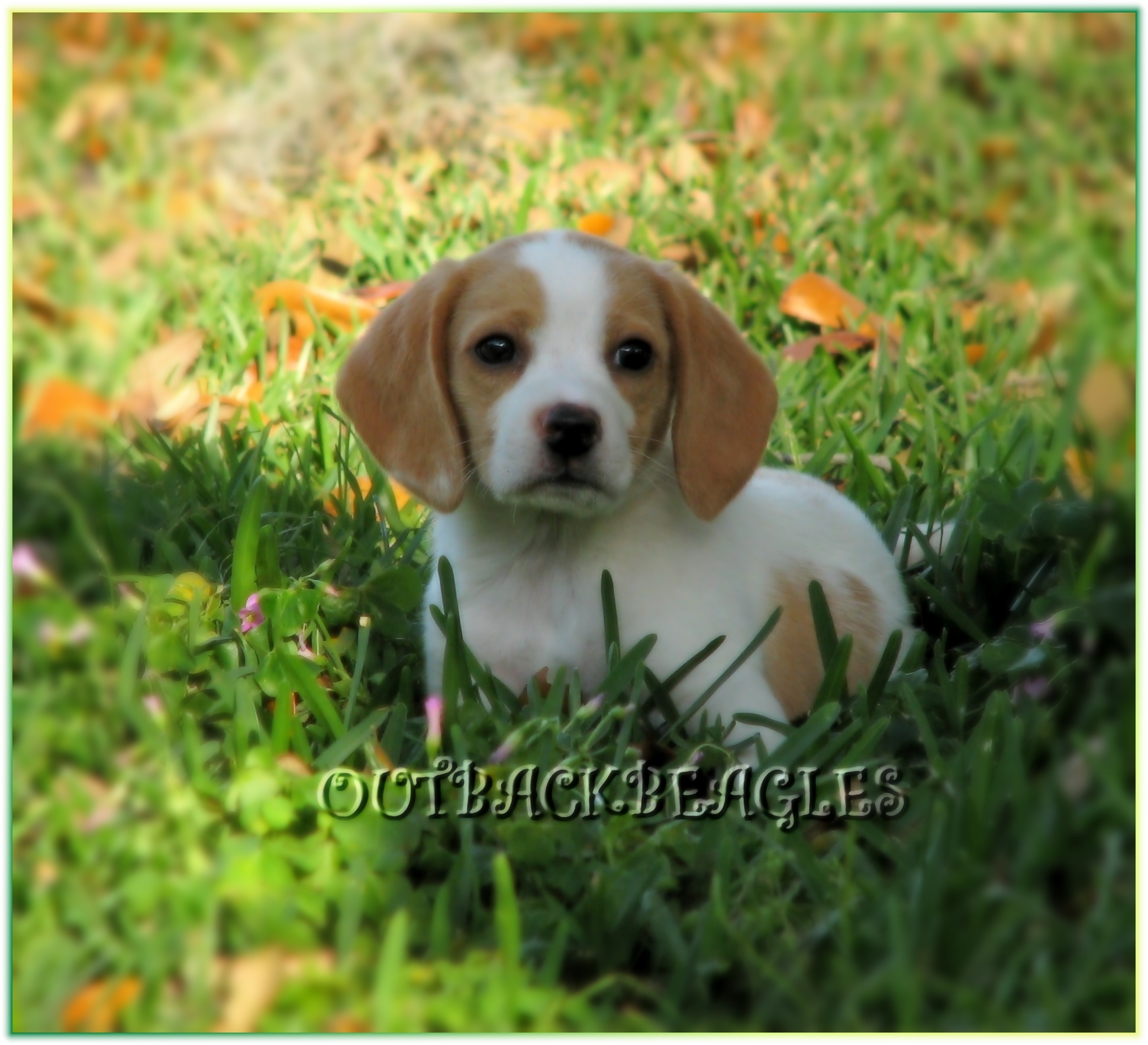 small beagle puppies for sale